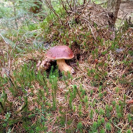 Sudecka Przystań Domek letniskowy