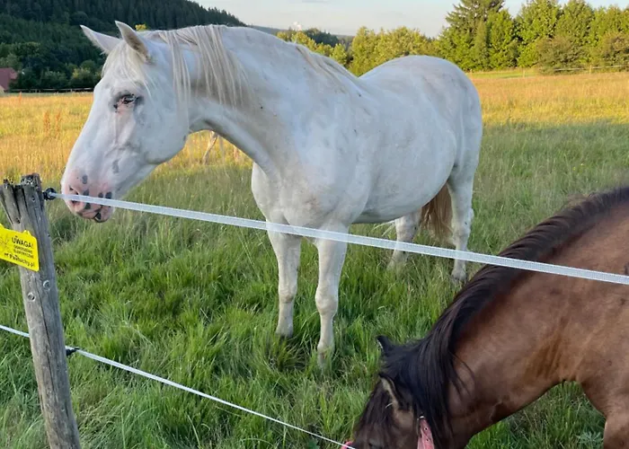 Sudecka Przystan Lodge *
